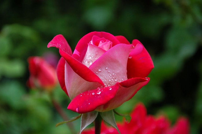 metaphors for beauty