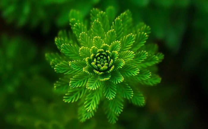 idioms for green